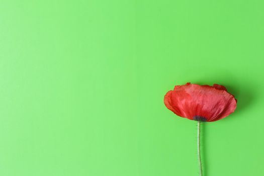 poppy on a green background. plant a poppy in the pharmaceutical industry. High quality photo