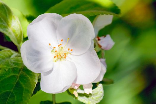 Crab apple tree in full bloom. All the branches are strewed with buds and fresh white and pink flowers. Joy and beauty of spring season. Decorative photography.