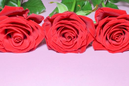 red roses on a purple background macro. High quality photo