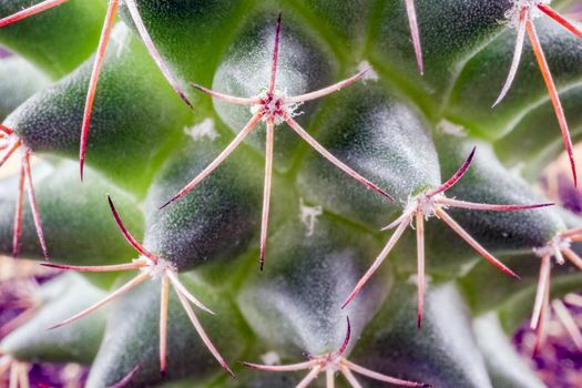 cactus close up on the entire frame as a background. High quality photo