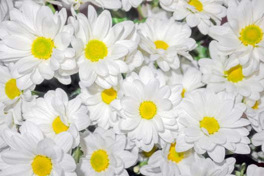 bouquet of chrysanthemums on a black background. High quality photo