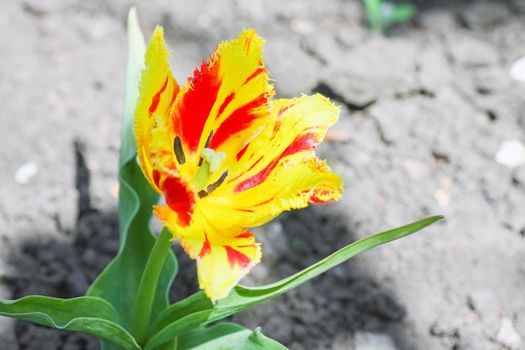 Tulip flower on a beautiful background macro. High quality photo