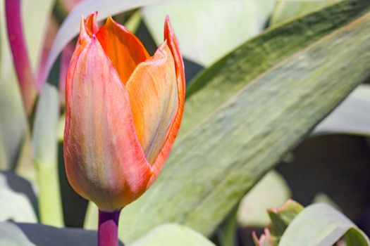 Bud of a Tulip on a beautiful background of macro. High quality photo