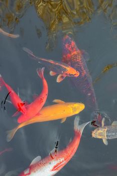 carp Chinese koi colorful fish swim in the water top view of the entire frame . High quality photo