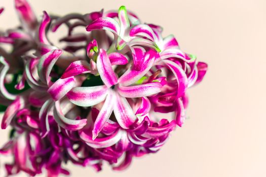 hyacinth flower on an isolated background macro. High quality photo