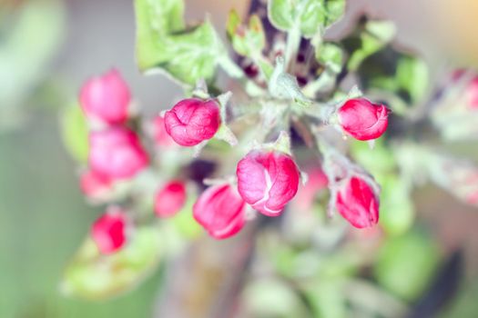 blooming tree branches for the entire frame. High quality photo