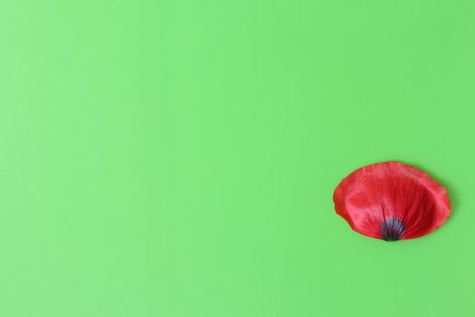 poppy on a green background. plant a poppy in the pharmaceutical industry. High quality photo