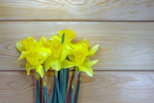 yellow daffodil on a plain background isolate. High quality photo