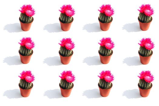 cactus blooming with a hard shadow in the top view pattern. High quality photo