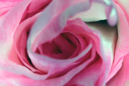 red roses on a purple background macro. High quality photo