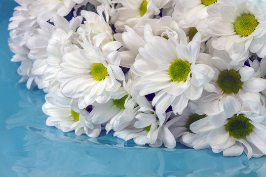 bouquet of chrysanthemums on a blue background. High quality photo