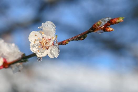 blooming tree branches on a beautiful background. High quality photo