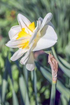 yellow daffodil on a plain background isolate. High quality photo