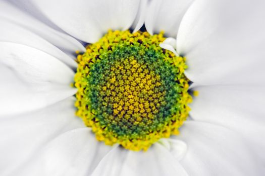 chrysanthemum flower close up macro as background. High quality photo