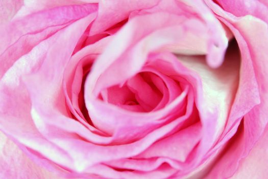 red roses on a purple background macro. High quality photo