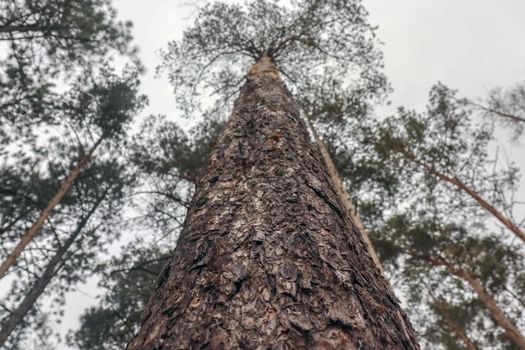 the pine tree is removed from the bottom. High quality photo