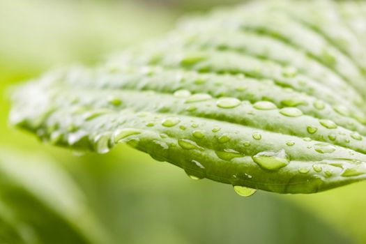 green Hosta leaf with rain drops close-up. High quality photo