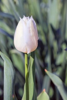 Bud of a Tulip on a beautiful background of macro. High quality photo