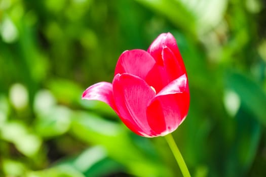 Bud of a Tulip on a beautiful background of macro. High quality photo