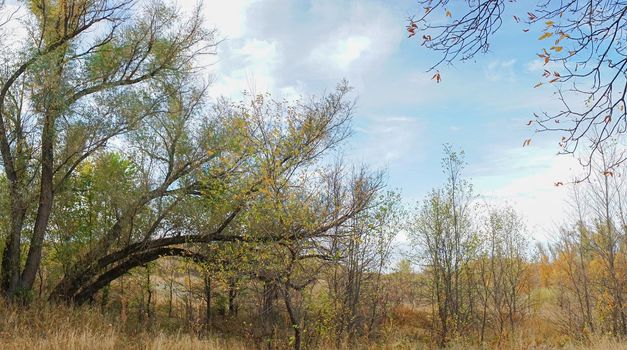 autumn forest landscape with blue sky background. High quality photo