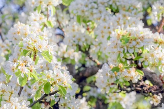 blooming tree branches for the entire frame. High quality photo