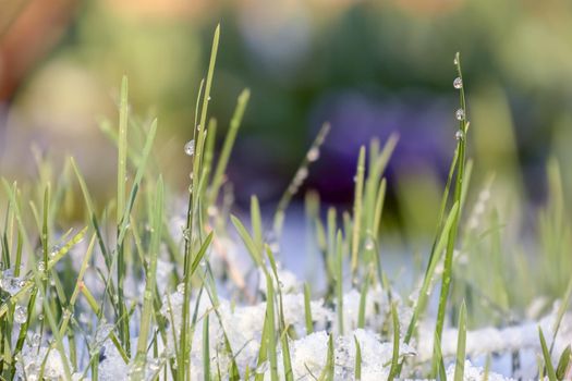 green grass covered with snow as background. High quality photo