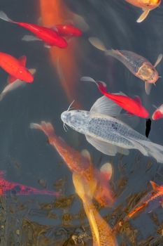 carp Chinese koi colorful fish swim in the water top view of the entire frame . High quality photo