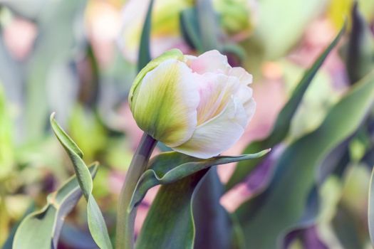 Tulip flower on a beautiful background macro. High quality photo