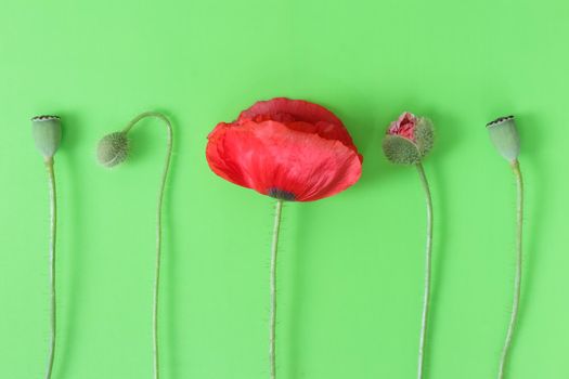 poppy on a green background. plant a poppy in the pharmaceutical industry. High quality photo
