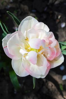 Tulip flower on a beautiful background macro. High quality photo