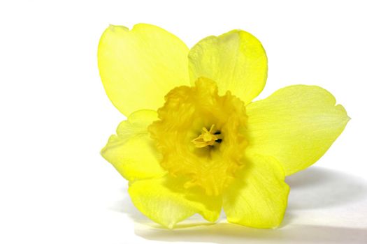 yellow daffodil on a plain background isolate. High quality photo