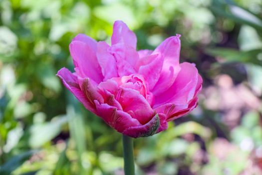 Tulip flower on a beautiful background macro. High quality photo