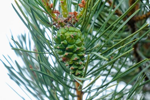 pine branch with a cone close up against the blue sky. High quality photo