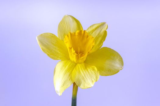 yellow daffodil on a plain background isolate. High quality photo