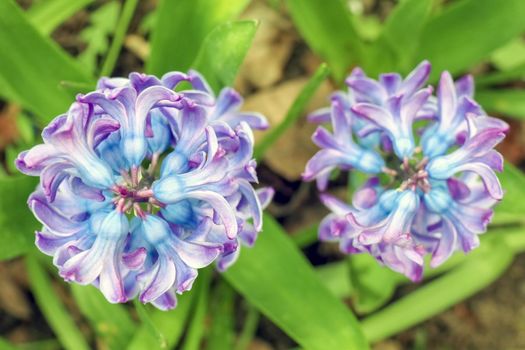 hyacinth flower close up view from above. High quality photo