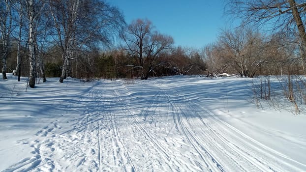 Winter forest, park. Birch trees in the snow, illuminated by the sun. Beautiful natural background.