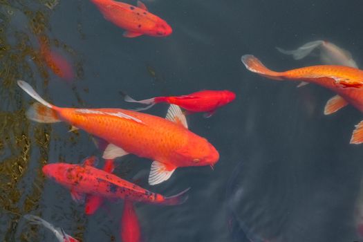 carp Chinese koi colorful fish swim in the water top view of the entire frame . High quality photo