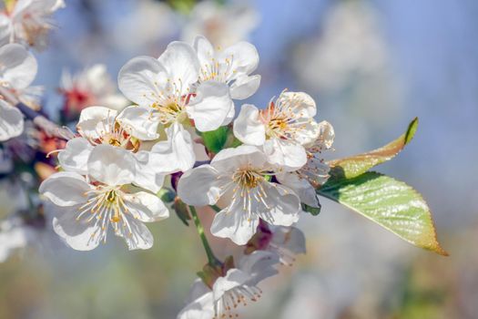 blooming tree branches for the entire frame. High quality photo