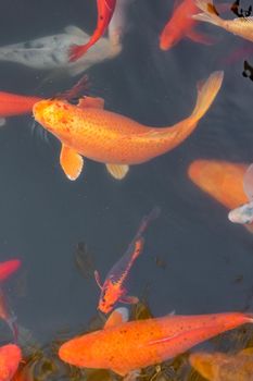 carp Chinese koi colorful fish swim in the water top view of the entire frame . High quality photo