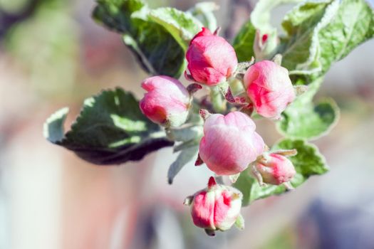 blooming tree branches for the entire frame. High quality photo