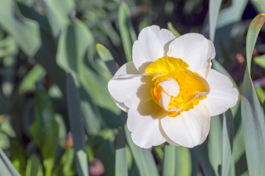 yellow daffodil on a plain background isolate. High quality photo