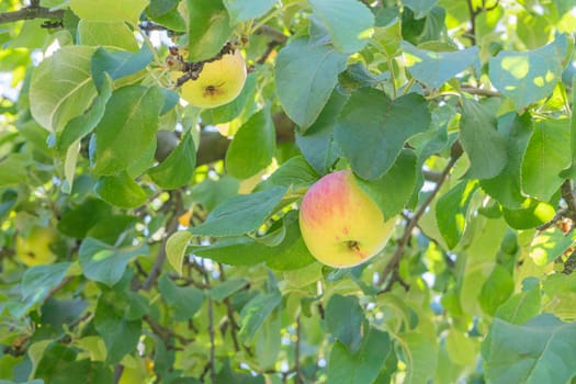 apples on branches in the garden close-up. High quality photo