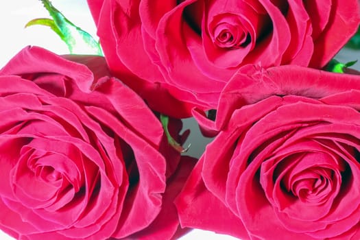 red roses on a purple background macro. High quality photo