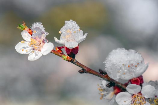 blooming tree branches with snow as background. High quality photo