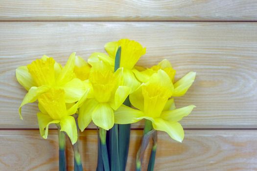 yellow daffodil on a plain background isolate. High quality photo