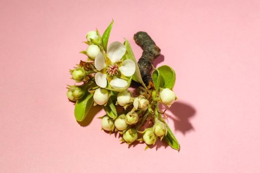 blooming pear branch on a pink background . High quality photo