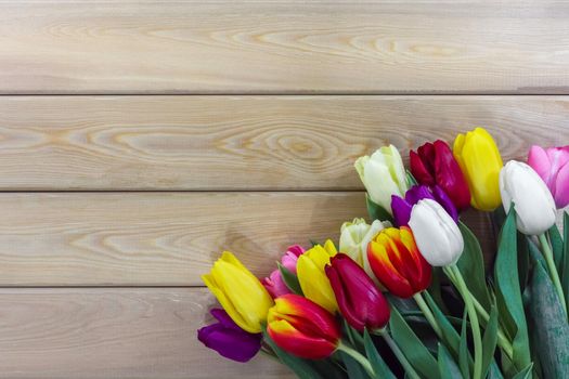 mix multi-colored tulips on a wooden background with a place for the inscription . High quality photo