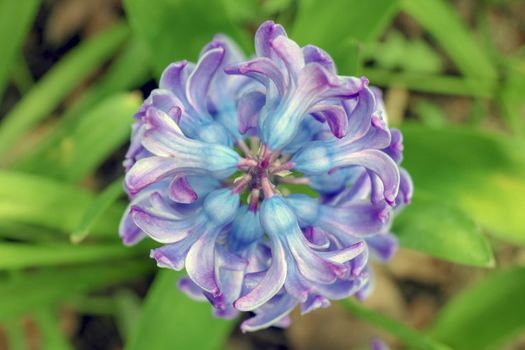 hyacinth flower close up view from above. High quality photo