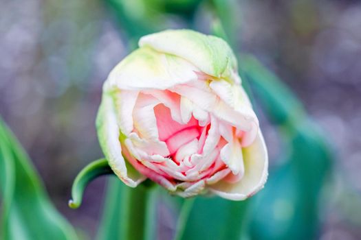 Bud of a Tulip on a beautiful background of macro. High quality photo