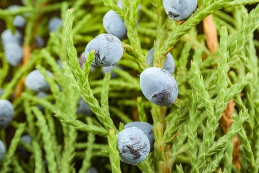juniper with fruit on a beautiful background close up macro